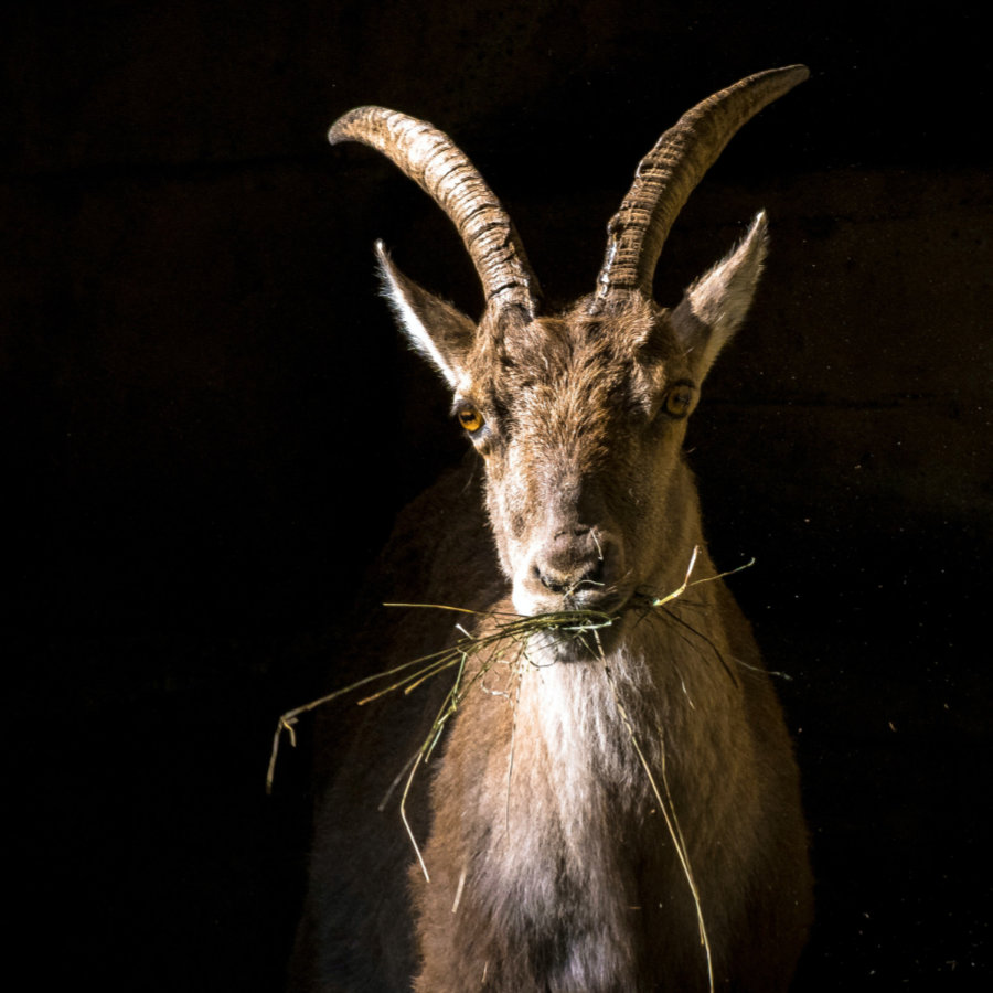 Steinbock Saturn